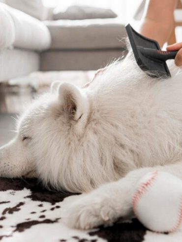 Pets em casa?Dicas de limpeza