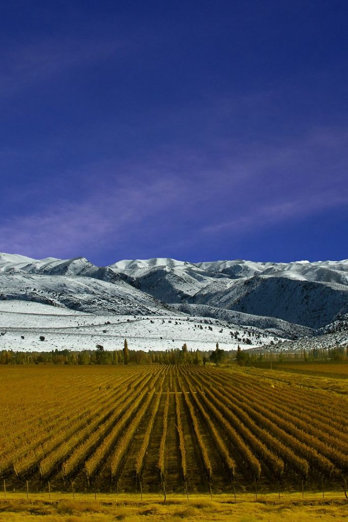Vinícolas em Mendoza: saibas quando ir