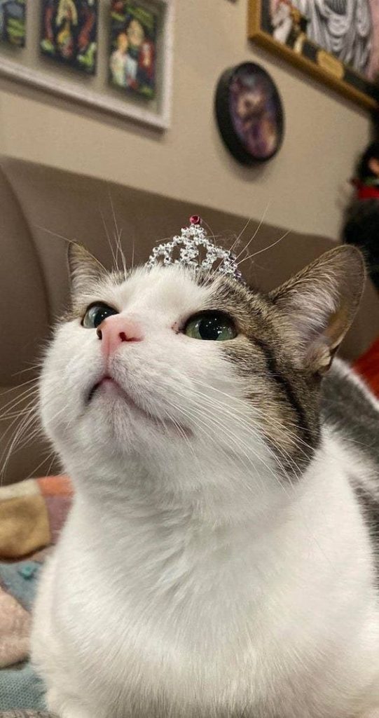 Como cuidar de gatos