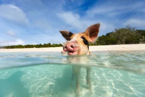 Pig beach bahamas
