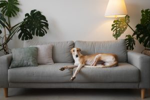 Descubra como cuidar do sofá mesmo com pets