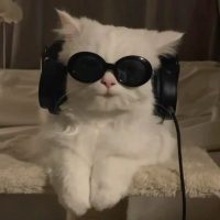 Gato branco de fone de ouvido