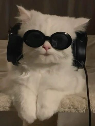 Gato branco de fone de ouvido