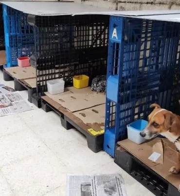 Animais vítimas das enchentes