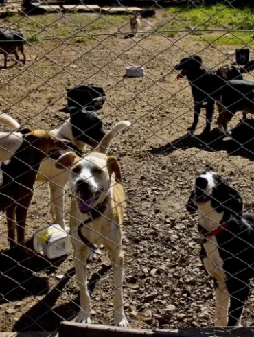 Animais da enchente