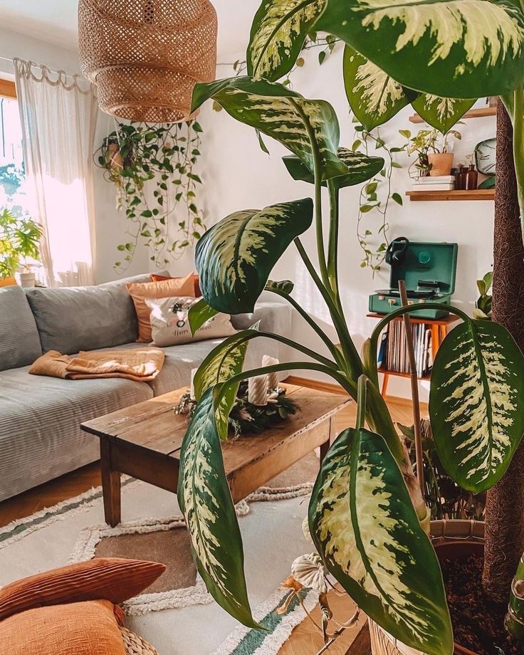 Sala de estar com plantas variadas