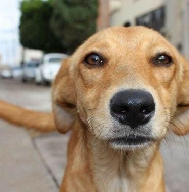 Cachorro caramelo ganhará filme na Netflix