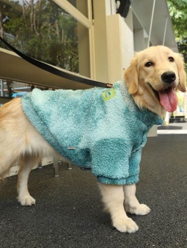 Cachorro usando roupa no inverno