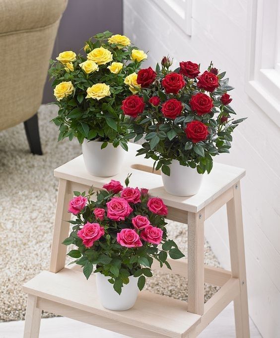 Mini roseiras amarela, rosa e vermelha