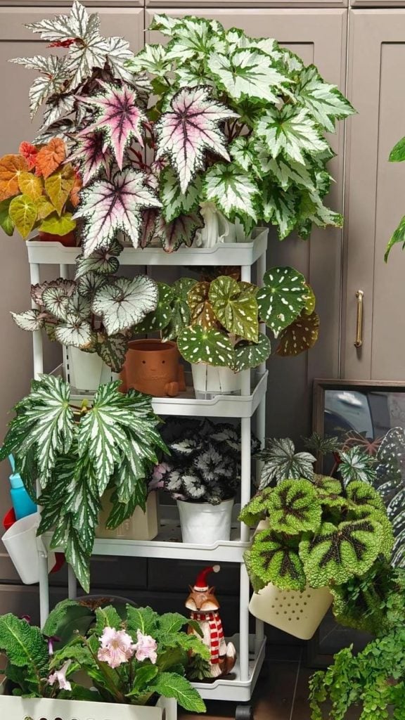 Suporte branco com plantas