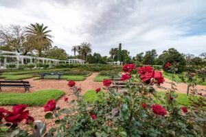 Parque com verde e rosas