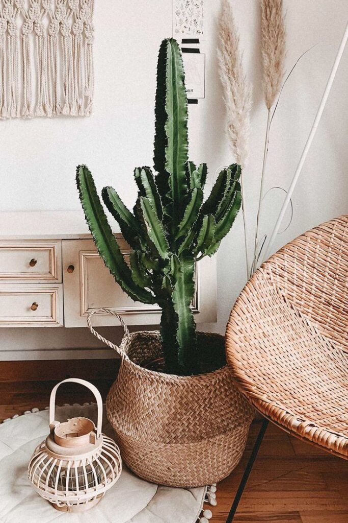 Cesto com cactus feito de palha ao lado de uma poltrona também de palha