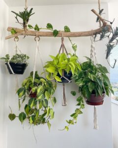 Jardim vertical com um galho e plantas penduradas