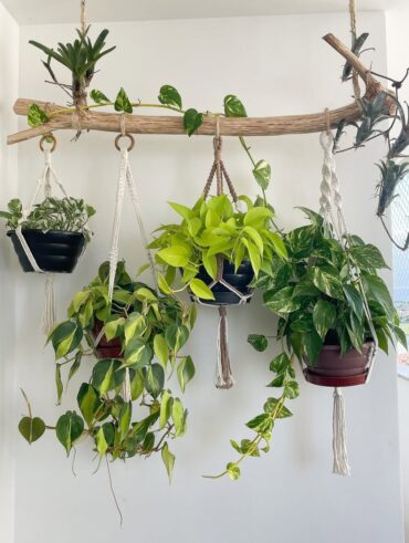 Jardim vertical com um galho e plantas penduradas