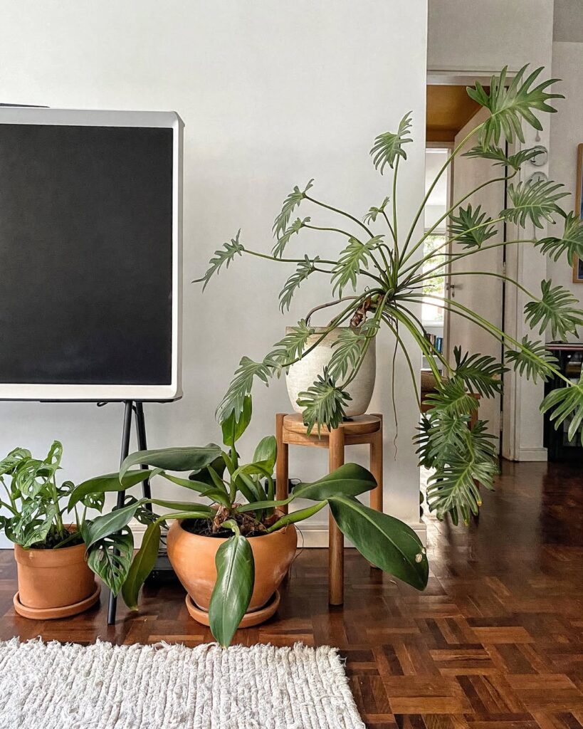 Sala de estar aconchegante com plantas, tapete e TV