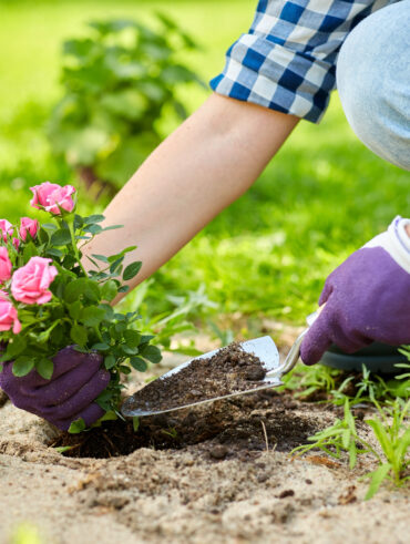 Mãos plantando uma muda de rosas