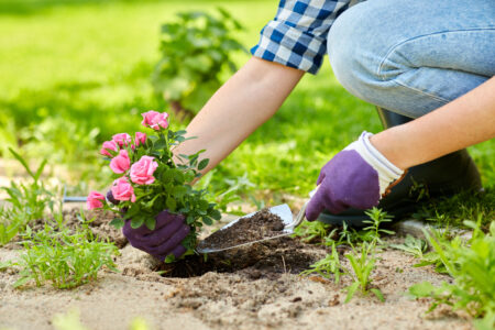 Mãos plantando uma muda de rosas