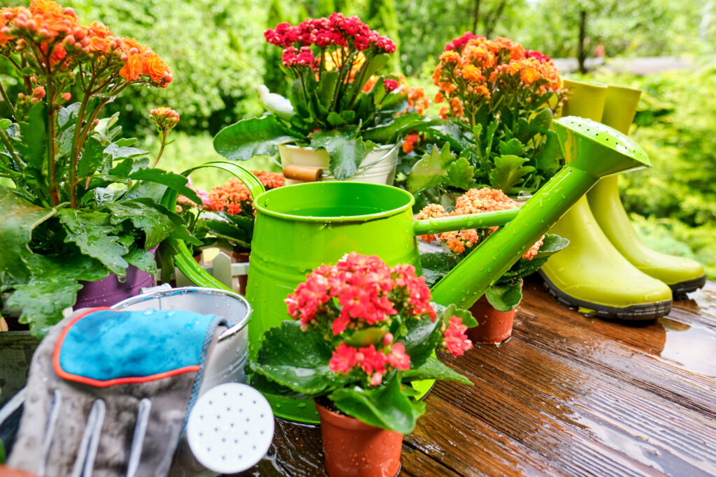 Vasos com flores, regador e botas
