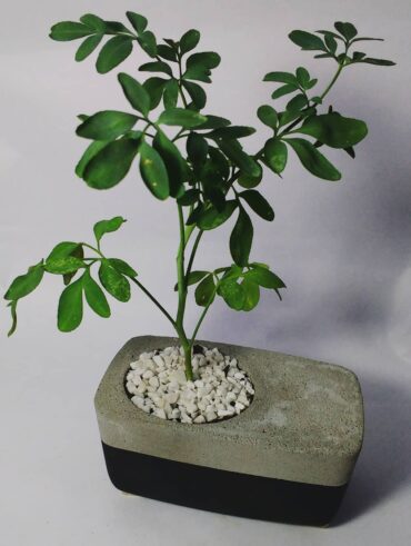 Vaso com parte de concreto, pedrinhas brancas e arruda