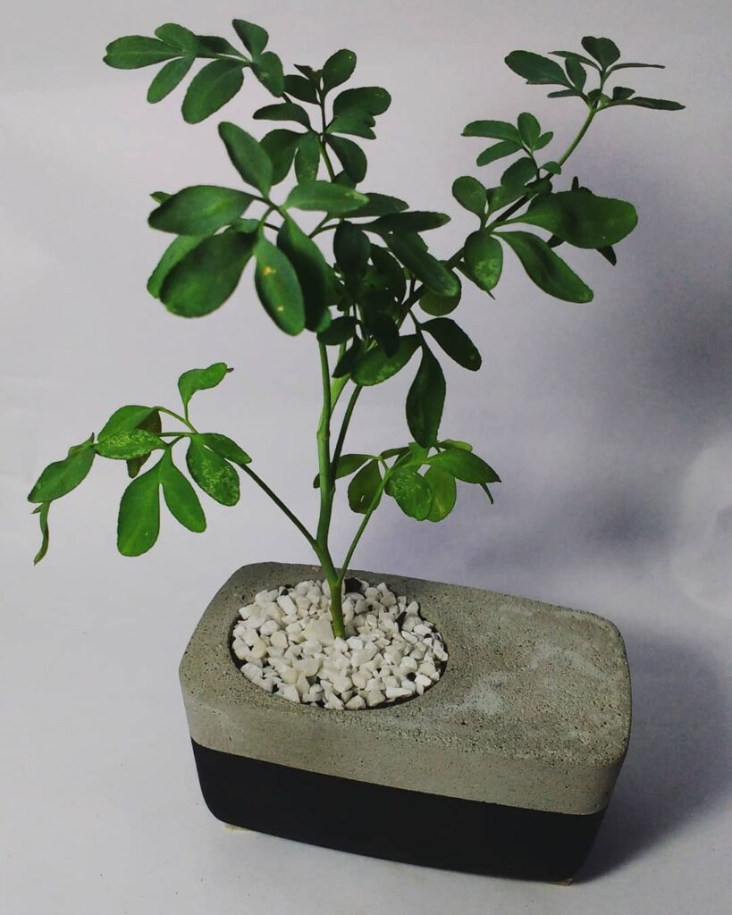 Vaso com parte de concreto, pedrinhas brancas e arruda