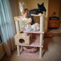 Arranhador vertical com três gatos