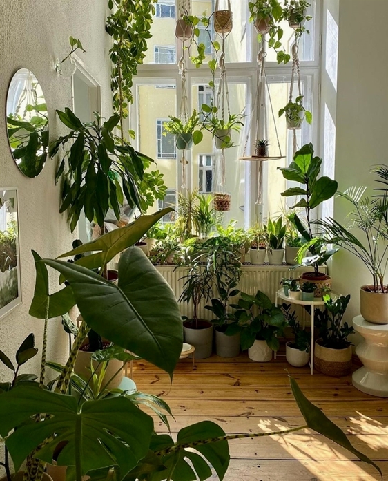 Ambiente com plantas verdes diversas, em vasos, suspensas e espelho redondo