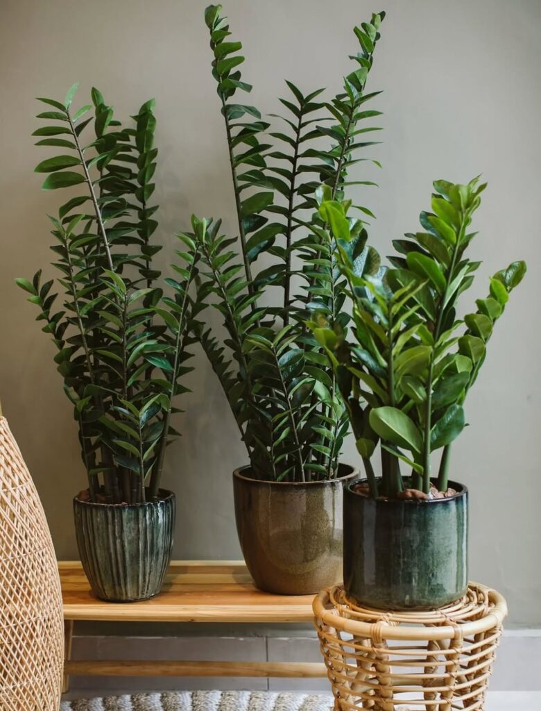 Banco com vasos e zamioculcas