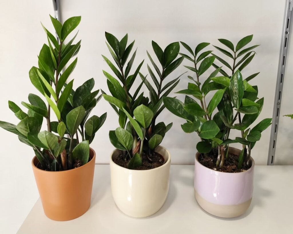 Três vasos de cores diferentes com zamioculcas