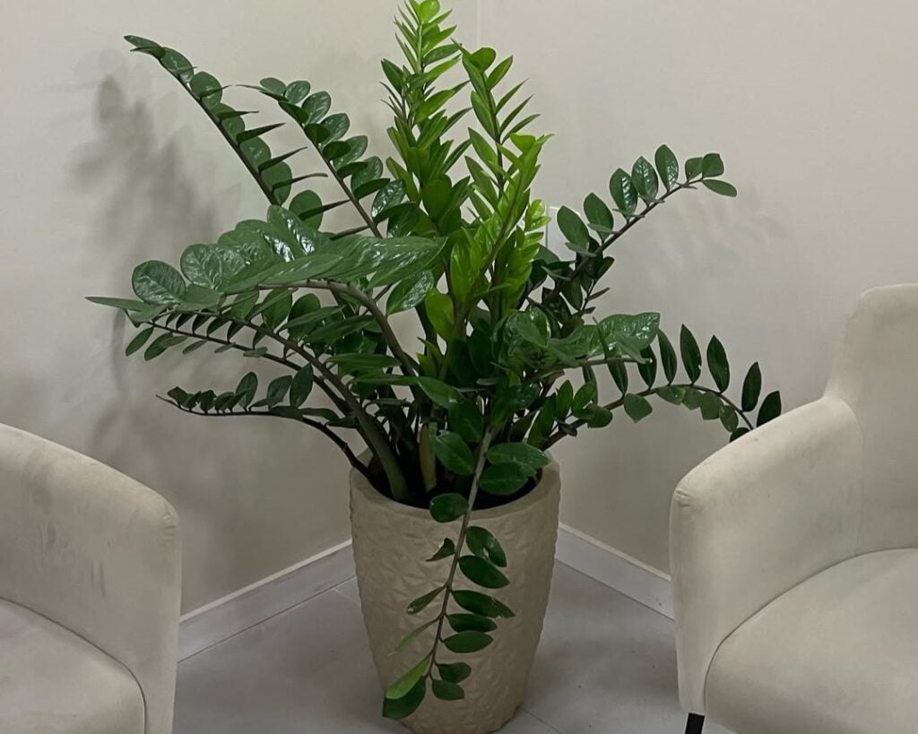 Vaso longo de cerâmica clara com zamiolculca
