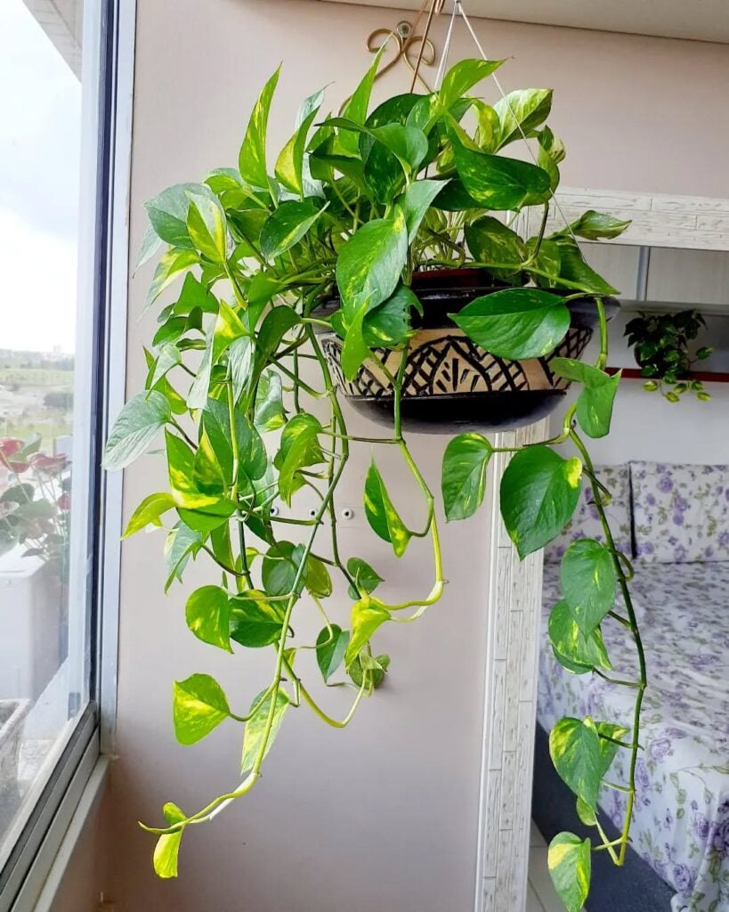 Vaso com jiboia suspensa