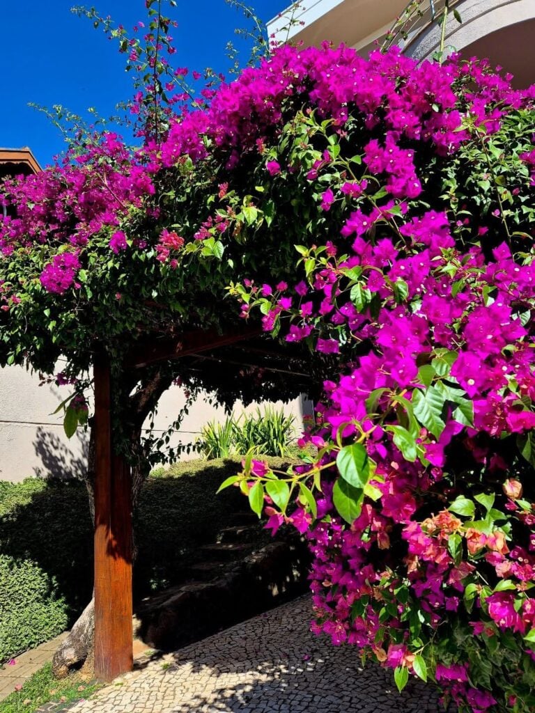 Árvore três marias com flores rosas