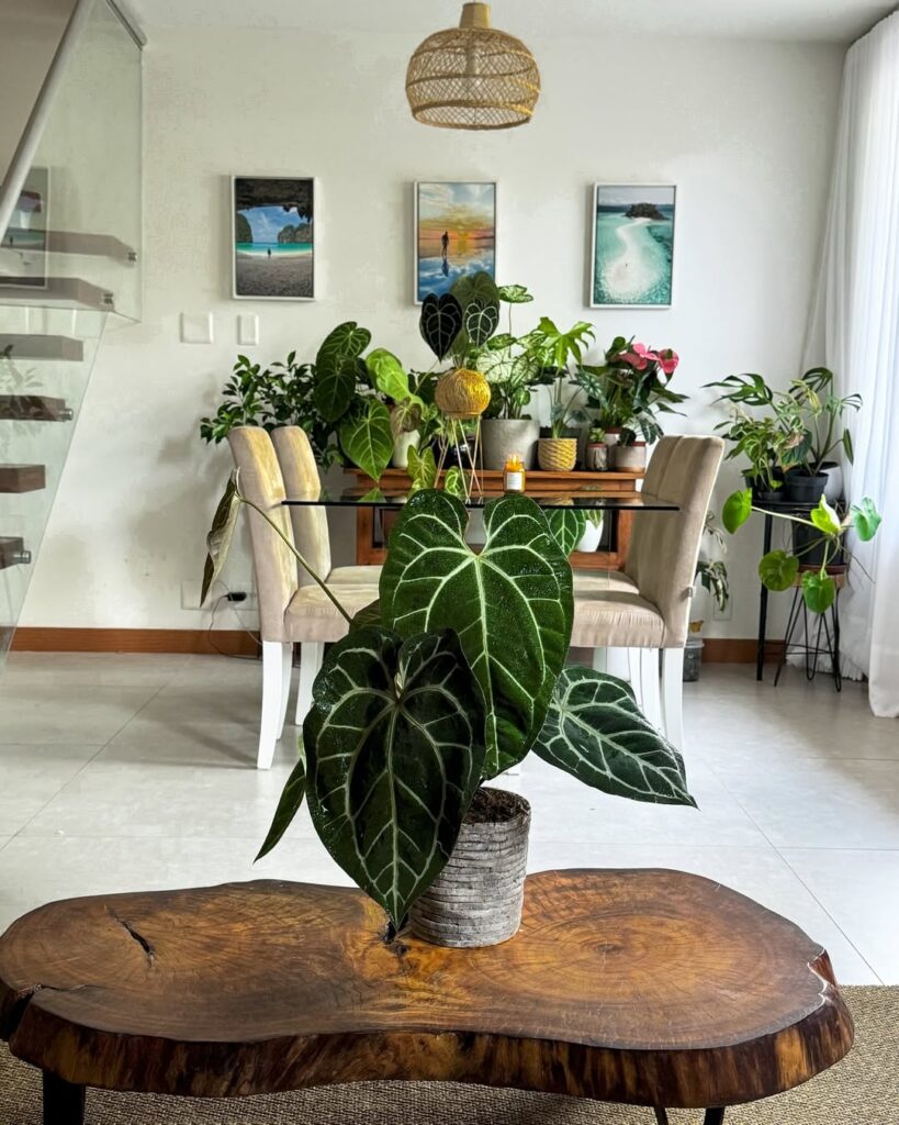 Sala de jantar com diversas plantas e mesa de centro com tampo de tronco com vaso de plantas verde