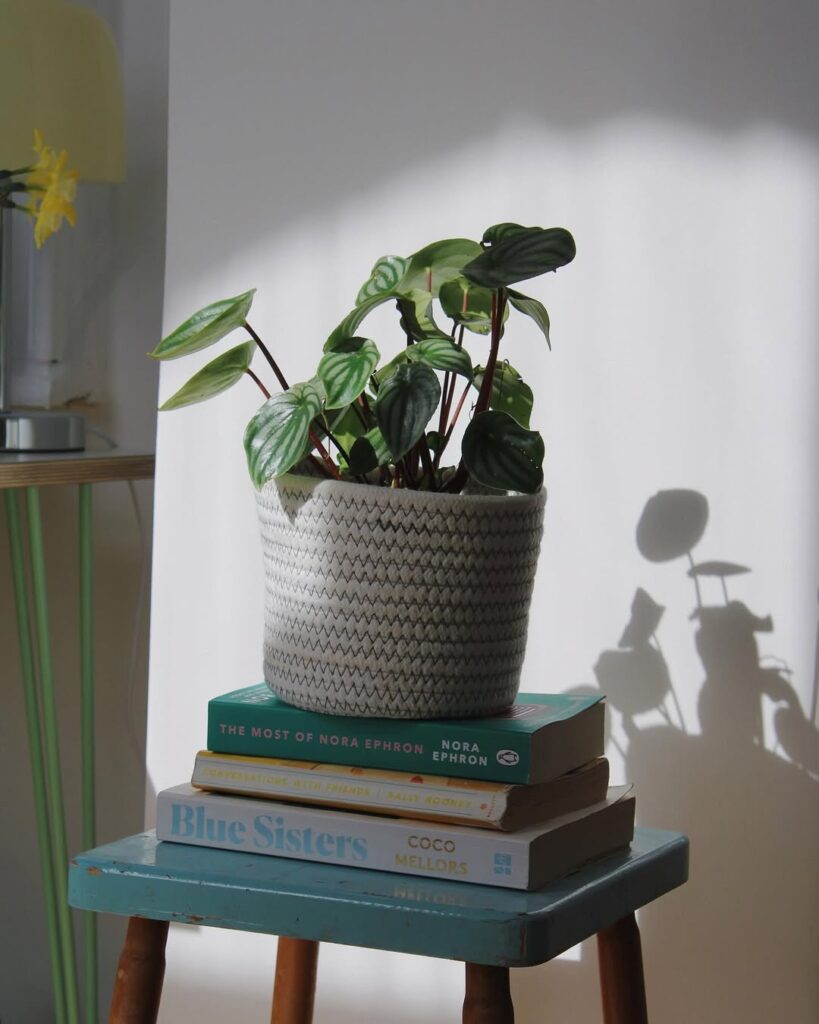 Decoração com livros e plantas