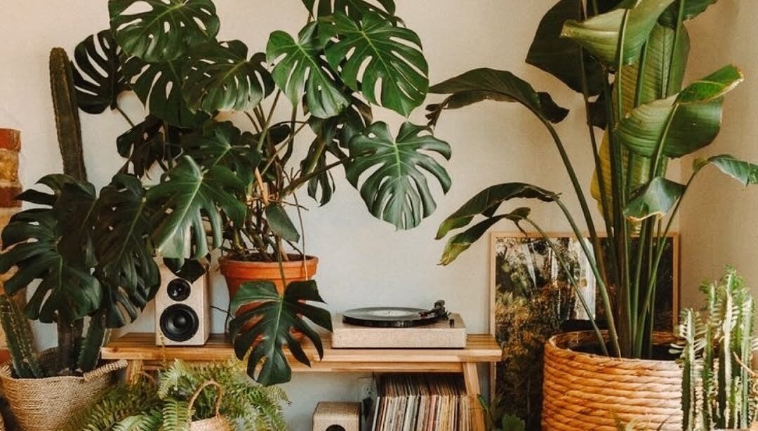 Ambiente com plantas de variados tamanhos
