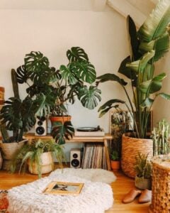 Ambiente com plantas de variados tamanhos